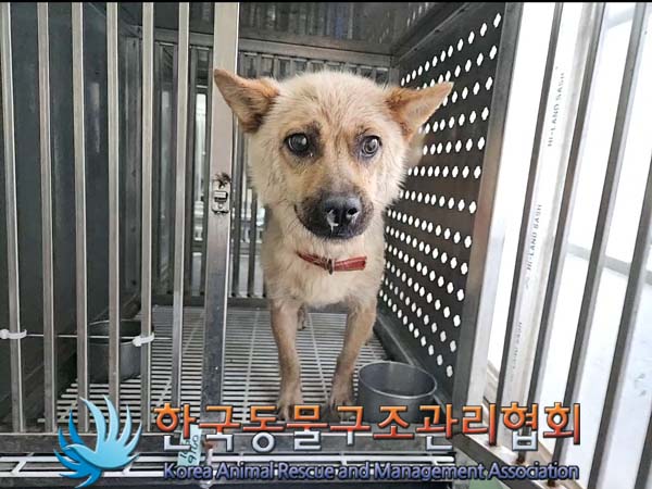 보호중 믹스견의 가…